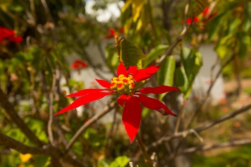Ollantaytambo Village image 2